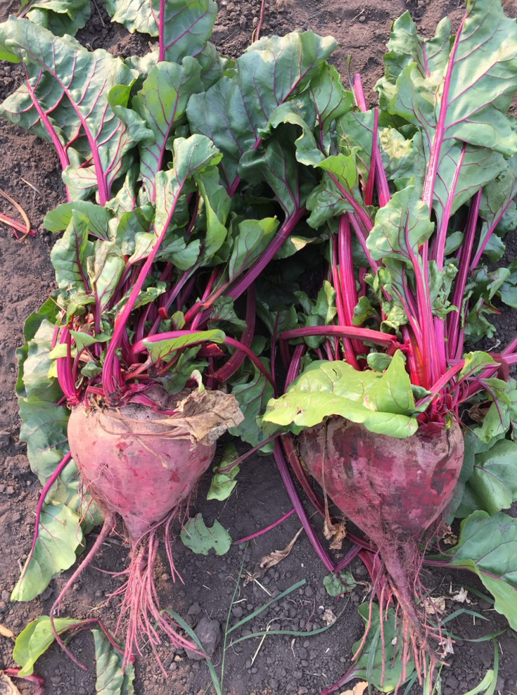 Beets